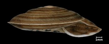 Media type: image;   Malacology 32516 Aspect: apertural